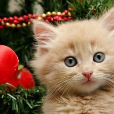Micio Gattino Cucciolo