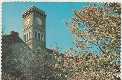 Libano vecchia rara - vecchia,