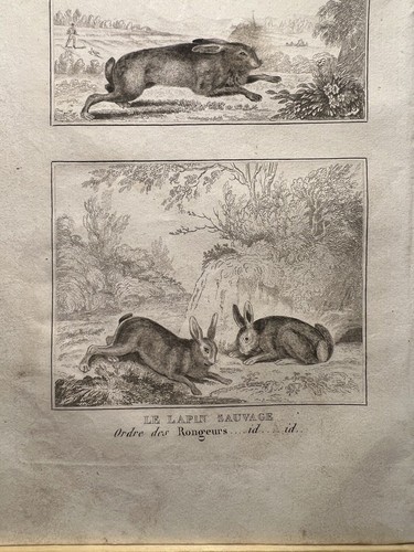 Antica illustrazione 1835 - antica,