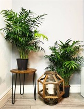 CHAMAEDOREA ELEGANS - PALMA