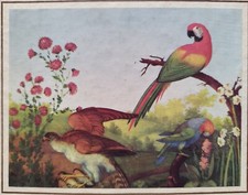 ANTICA STAMPA A COLORI DEL 1970 – UCCELLI ESOTICI – ANONIMO DEL SECOLO XVIII