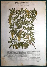 Stampa antica MATTIOLI