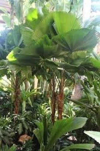 Licuala peltata 200 - peltata,