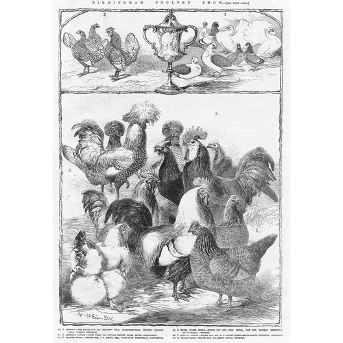 Pollame piccioni sebright - pollame, piccioni,