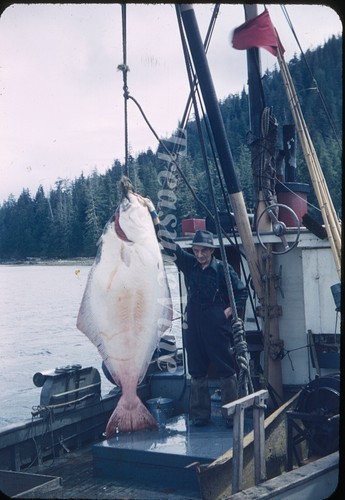 Gigante alaska halibut cattura - gigante,