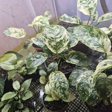 Anubias Var King / VarKing