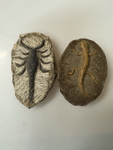 Fossil replica rocks set di - fossil,