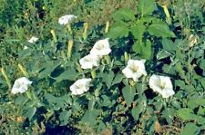 50 SEMI JIMPSON WEED DATURA -