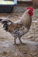 6+ Uova da Cova di Oliva