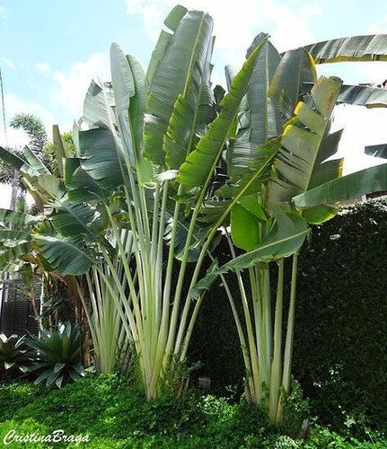 500 semillas ave del paraiso - 500,