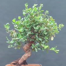 Pre BONSAI sughera quercia da