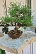 Bonsai di Pinus thunbergii