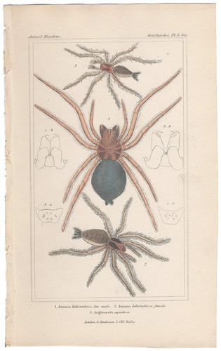 Cuvier regno animale antica - cuvier,
