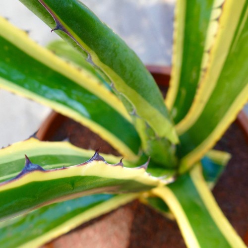 Agave asperrima variegata - agave,