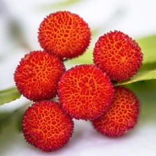 Pianta di Corbezzolo in Vaso