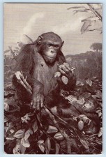 c1940 New York City NY Postcard American Museum Natural History Chimpanzee Simia