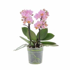 KENTIS - Orchidea Phalaenopsis
