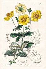 Potentilla Insignis Cina Fiore