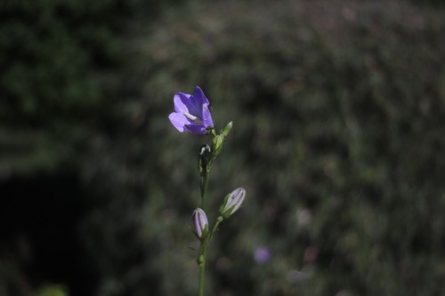 Avanar 35mm m42 attacco - f/2.8,
