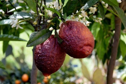 Citrus limon rosso - rosso, »
