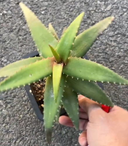 Corona spalmabile aloe - corona, 18