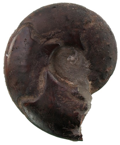 Malm sowerbyceras - malm,