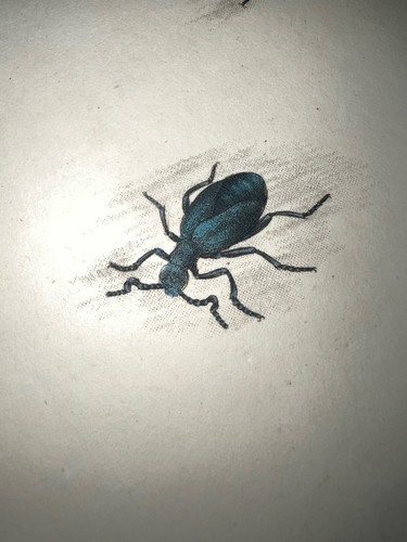 1798 donovan storia naturale - donovan,