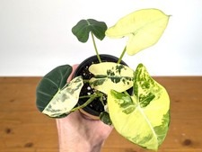 Alocasia Frydek Variegated -