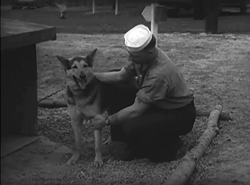 War dogs world - dogs, in