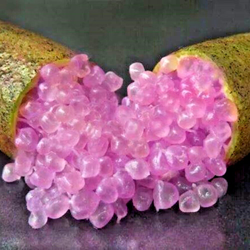 Australian finger lime purple - finger,