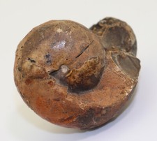 Ammonite, Arcestes sp., Trias, Karn, Dürnberg, Hallein, Austria -L154