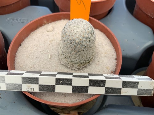Wysiwyg 616 mammillaria - wysiwyg,