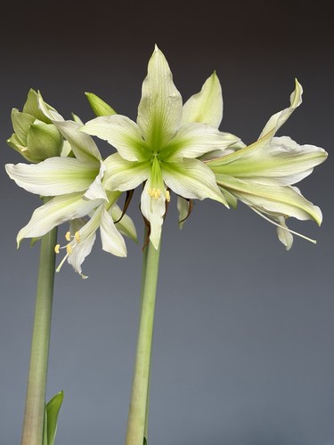 Hippeastrum tarantula white - hippeastrum, x