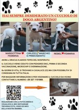 Cuccioli di dogo argentino con