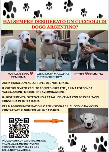 Cuccioli dogo argentino con - dogo,