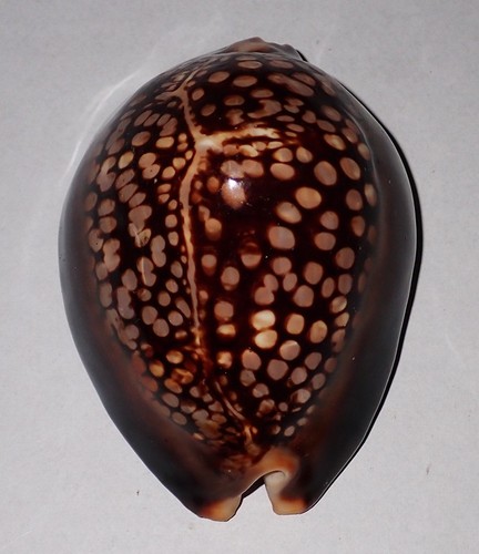 Huge pattern cypraea - 88,