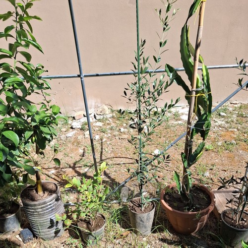 Piante ulivo - piante, di