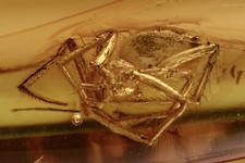 Ragno Insetto SPIDER Araneae