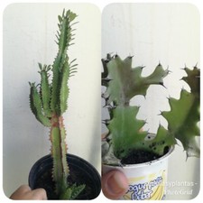 2 Cactus Euphorbia, Lactea Y