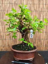 Bonsai di Gelso h 37cm Visita