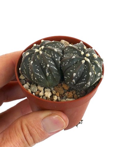 Astrophytum oibbo x - cv,