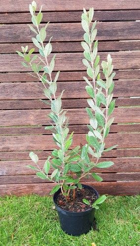Feijoa sellowiana plant - feijoa, "sellowiana