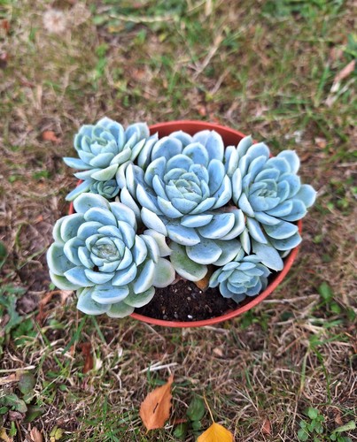 Echeveria elegans cluster - , elegans,