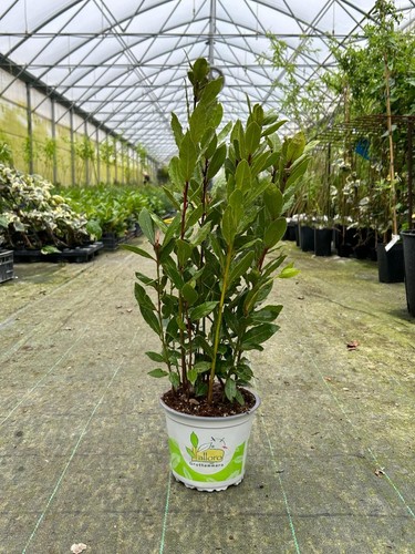 Alloro grottammare laurus - alloro,