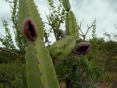 Cactus colonna cereus - cactus,