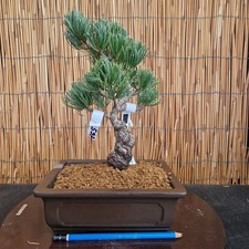 Bonsai di Pino Pentaphilla h