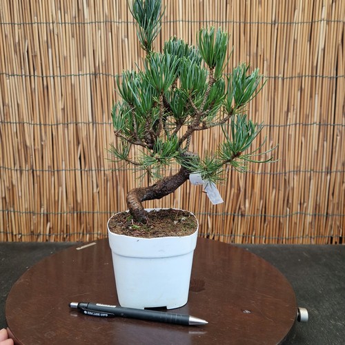 Bonsai pino pentaphilla h - bonsai,