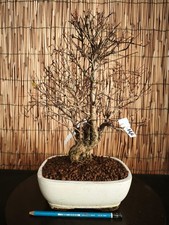 Bonsai di Melograno h 38cm