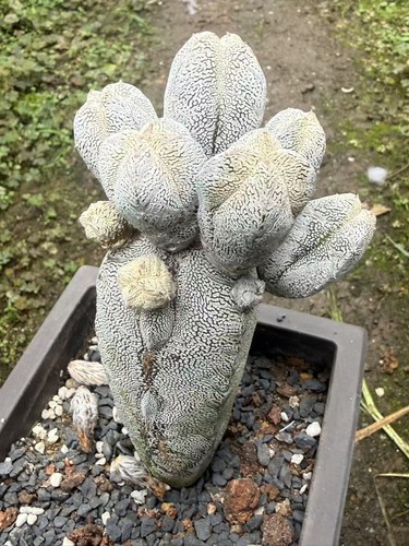 Rara pianta succulenta