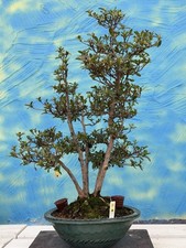 Joe Bonsai Rarità " Byakuren